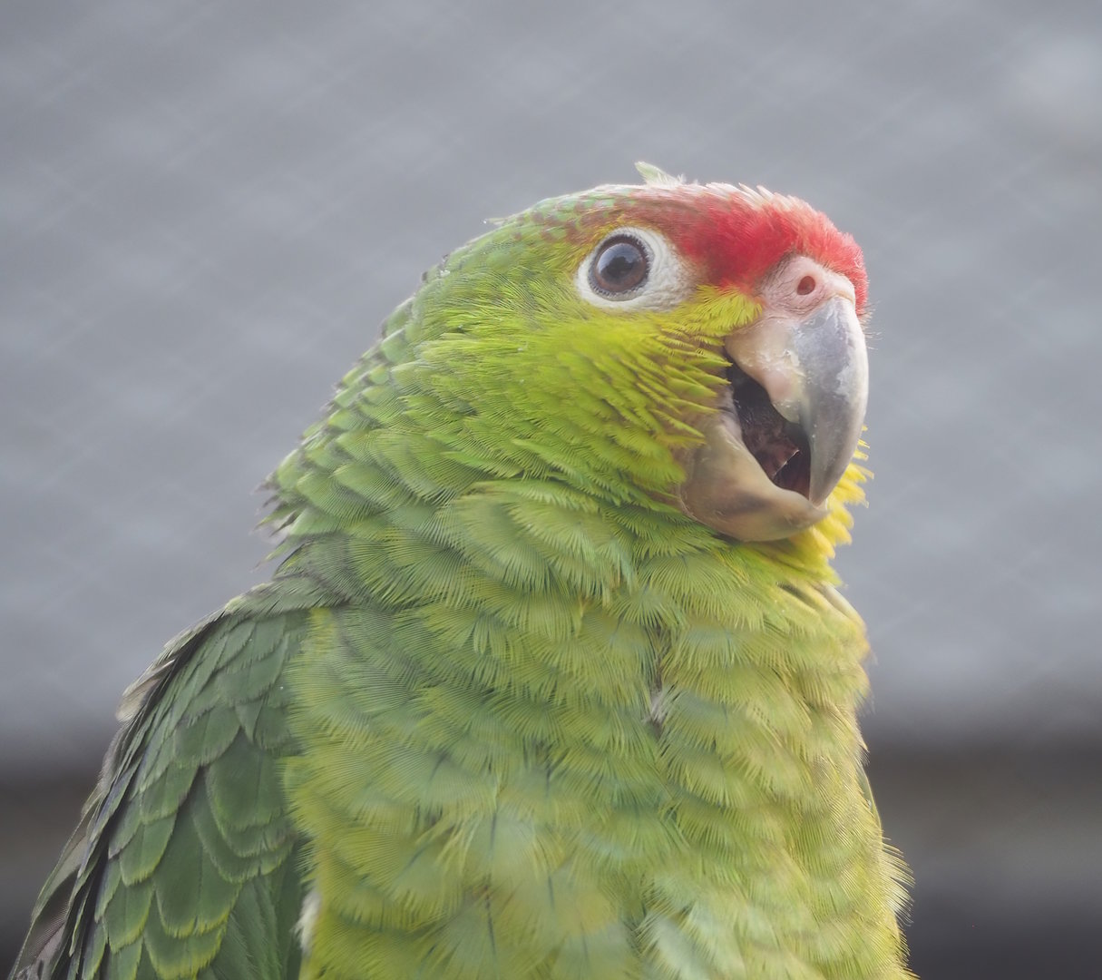 Ecuadorian red-lored amazon (Amazona lilacina), 2022-09-04
