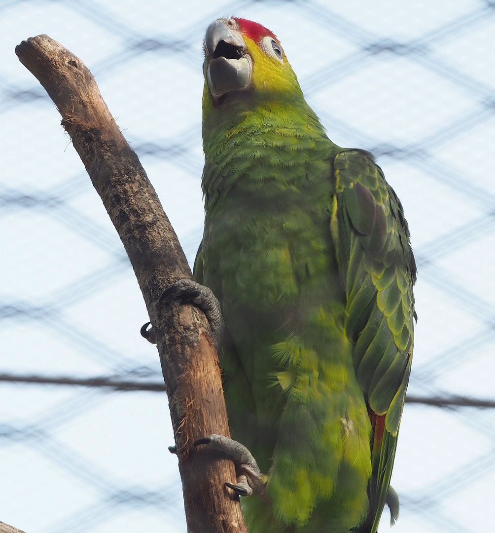 Ecuadorian red-lored amazon (Amazona lilacina), 2022-09-04