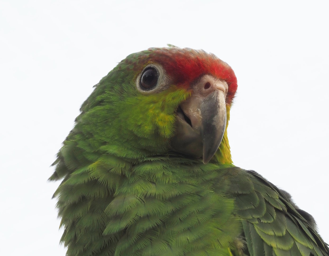 Ecuadorian red-lored amazon (Amazona lilacina), 2022-09-04