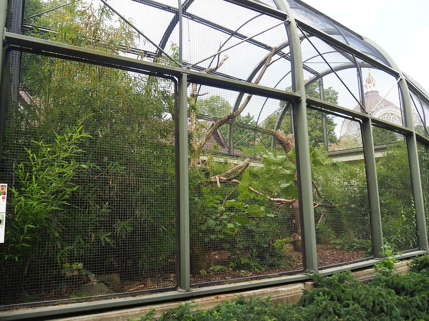 Ecuadorian red-lored amazon and Grey-winged trumpeter aviary (Former African grey parrot and Abyssinian hornbill aviary), 2023-07-22