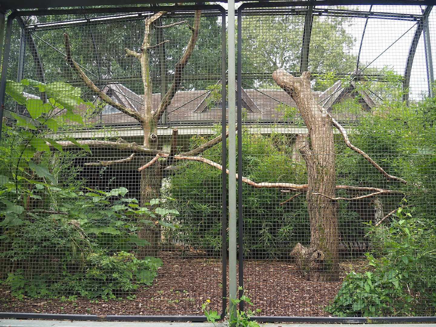 Ecuadorian red-lored amazon and Grey-winged trumpeter aviary (Former African grey parrot and Abyssinian hornbill aviary), 2023-07-22