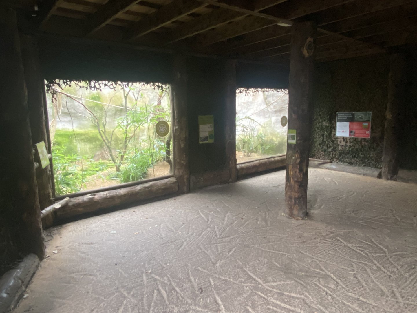 Ecuadorian red-lored amazon exhibit 181021