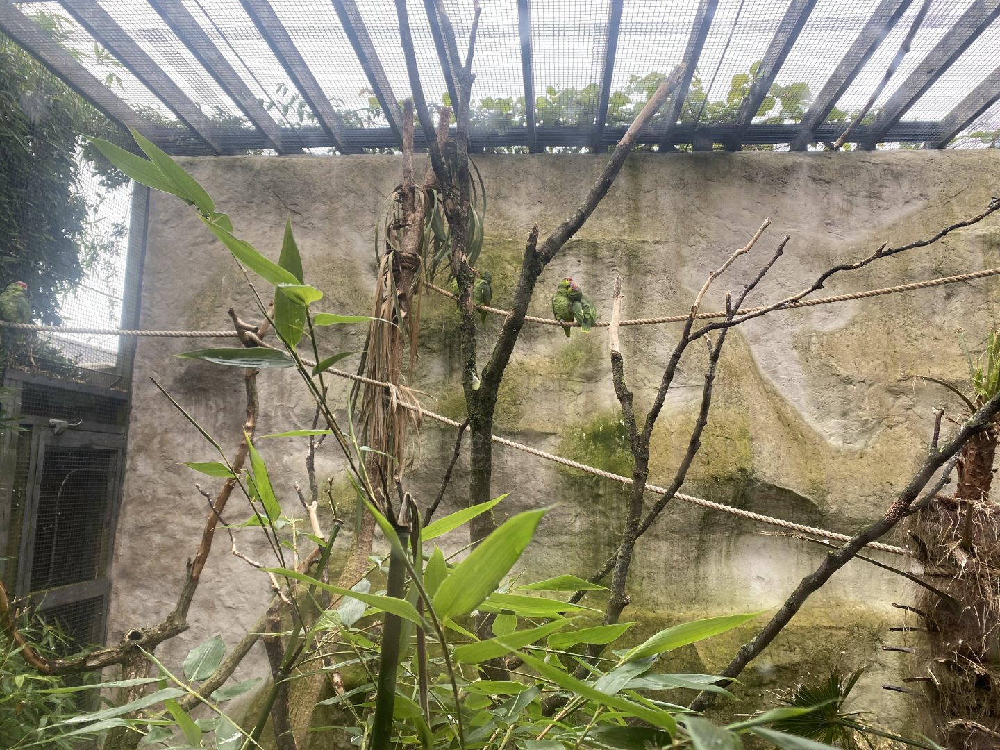 Ecuadorian red-lored amazon exhibit 181021