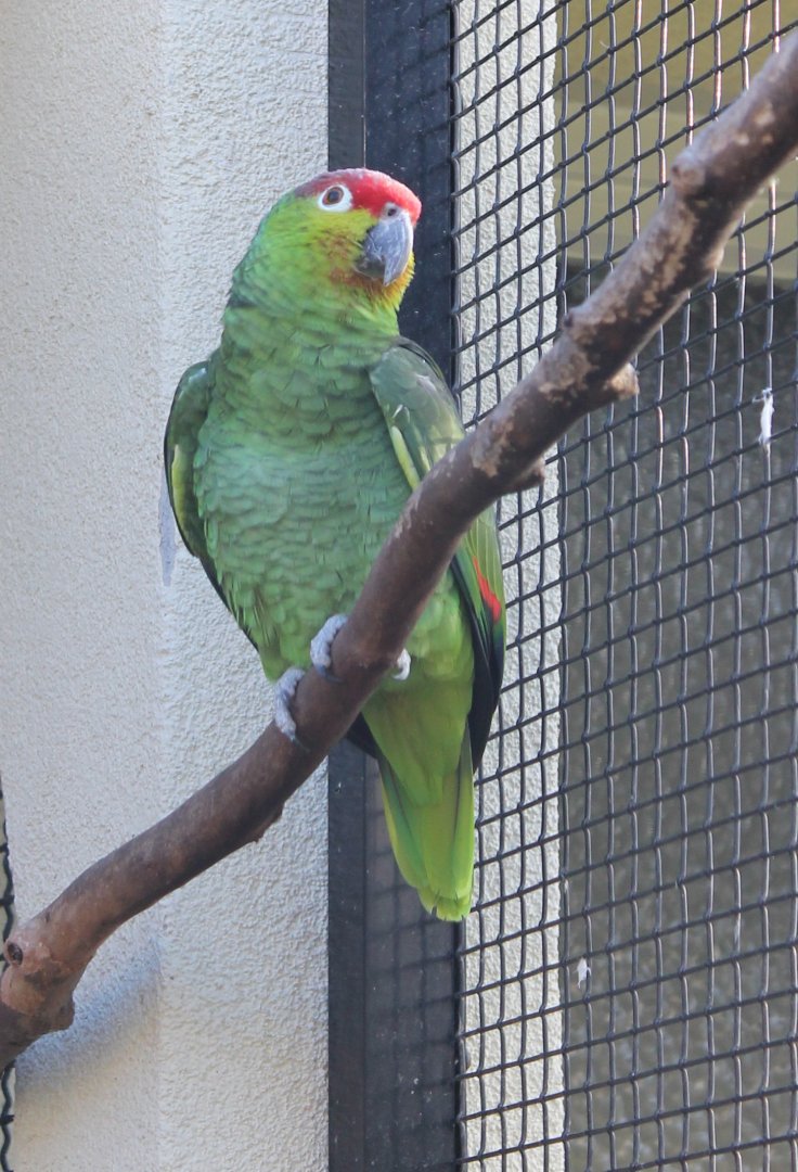 Ecuadorian red-lored amazon