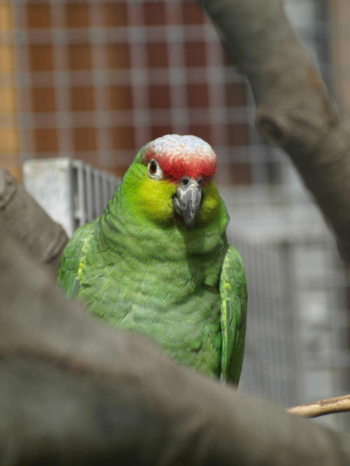 Ecuadorian red-lored amazon