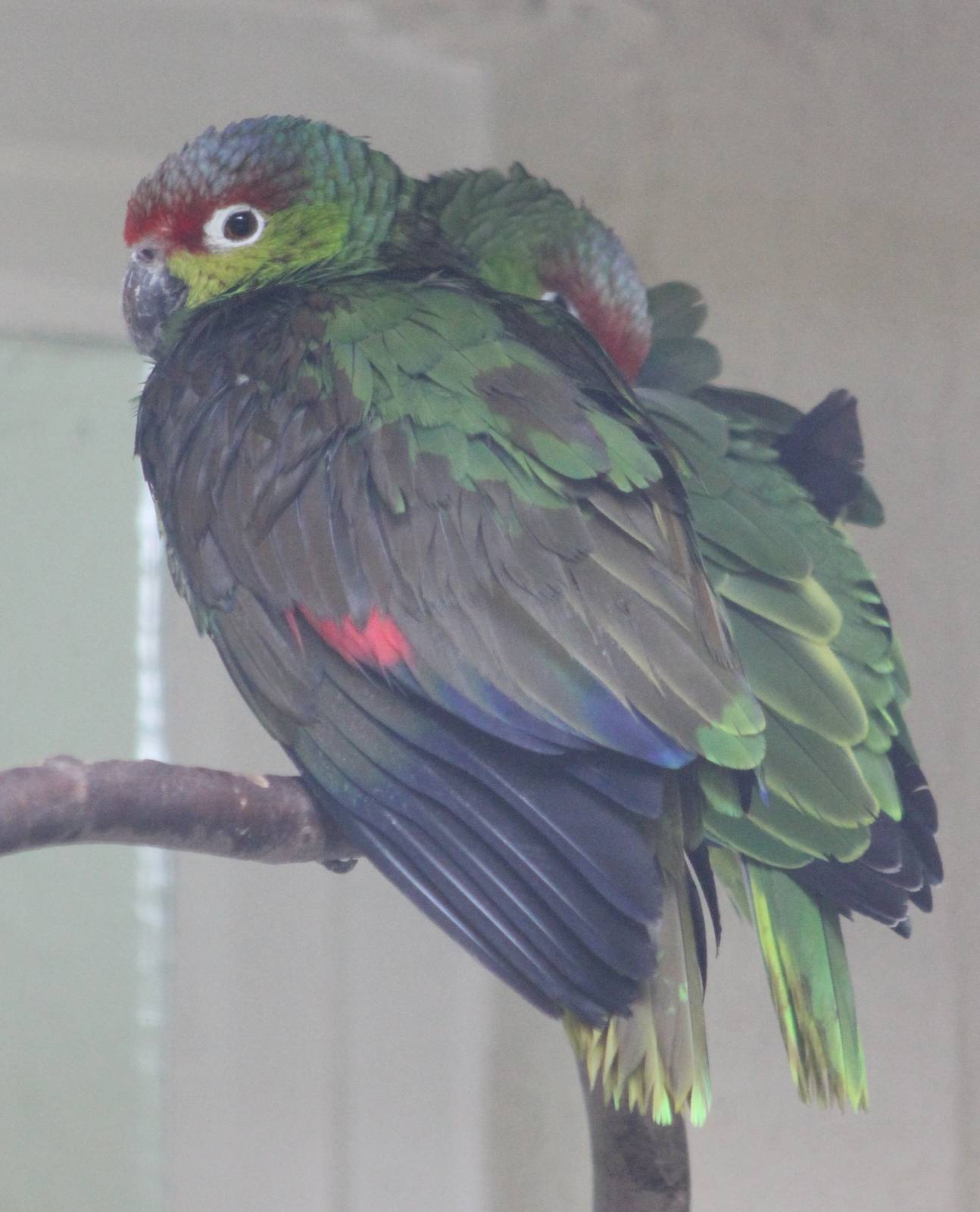 Ecuadorian red-lored amazones