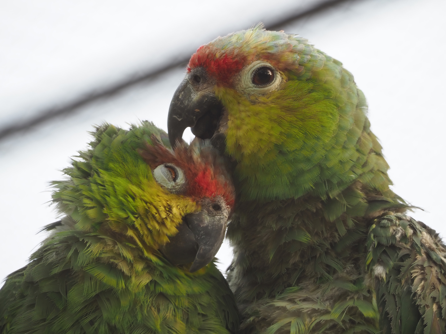 Ecuadorian red-lored amazons (Amazona lilacina), 2022-09-04