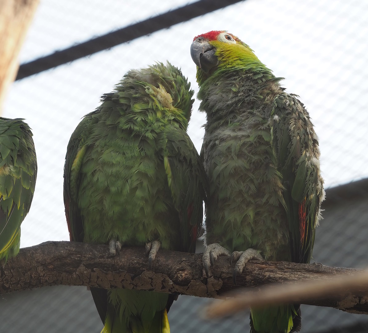 Ecuadorian red-lored amazons (Amazona lilacina), 2022-09-04