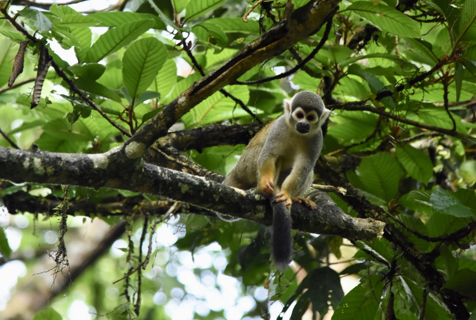 Ecuadorian squirrel monkey (Saimiri cassiquiarensis macrodon)