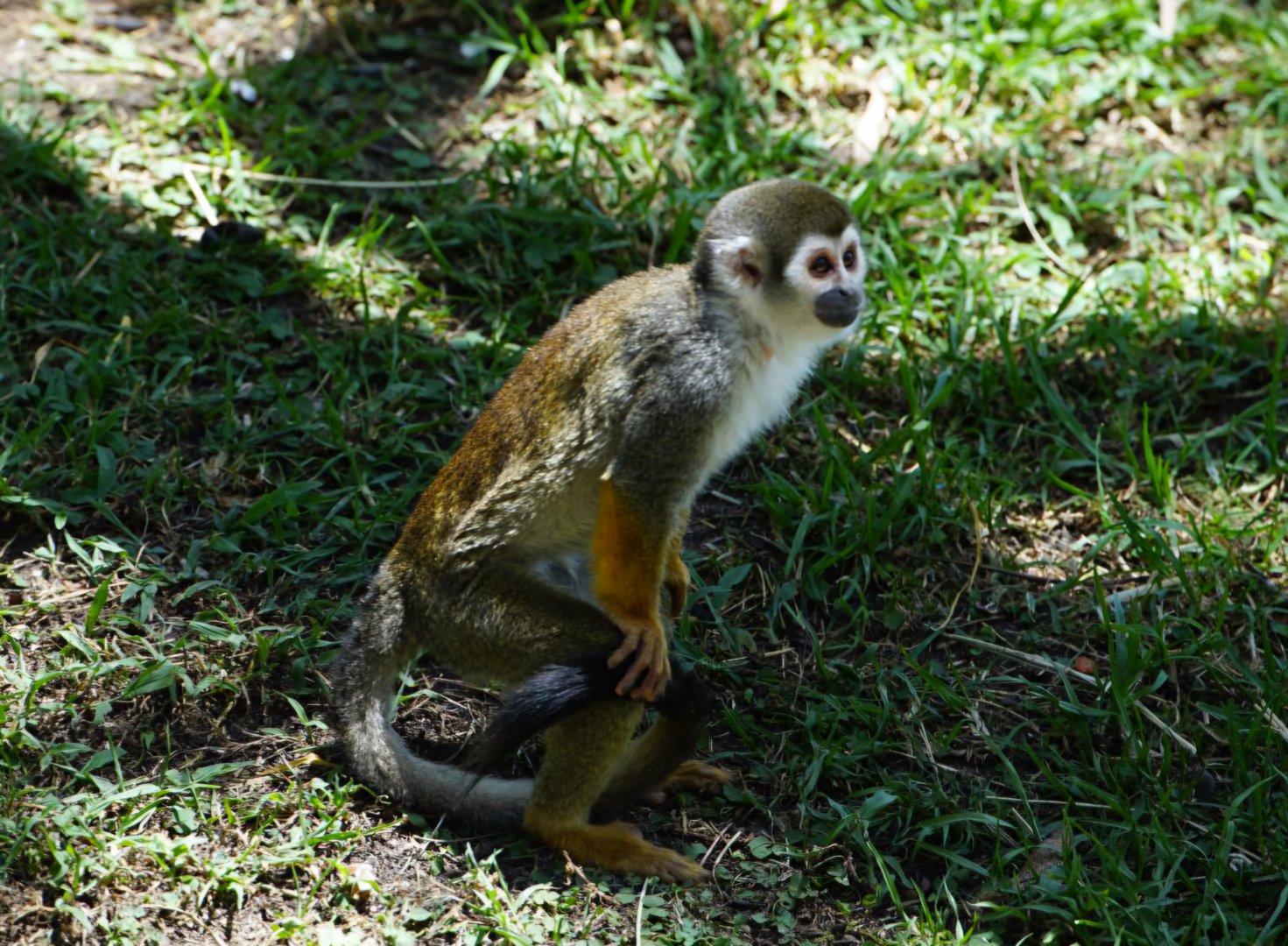 Ecuadorian Squirrel monkey