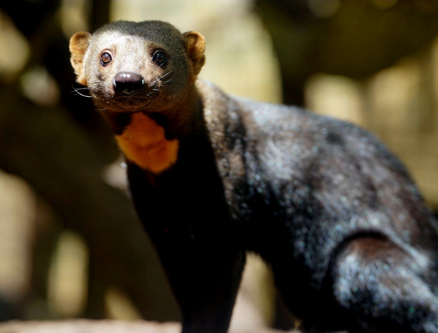Ecuadorian Tayra