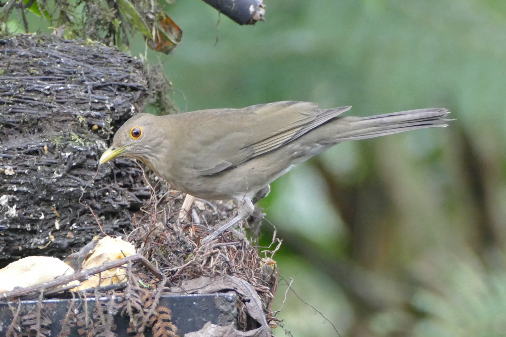 Ecuadorian Thrush