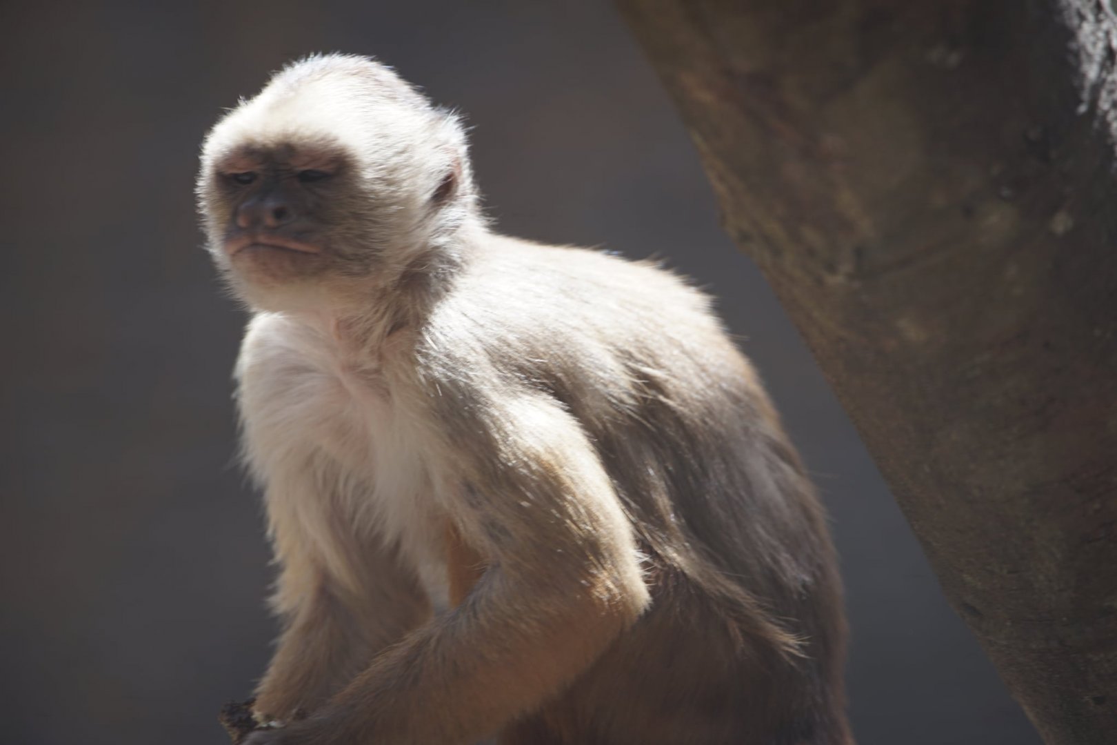 Ecuadorian White-fronted Capuchin