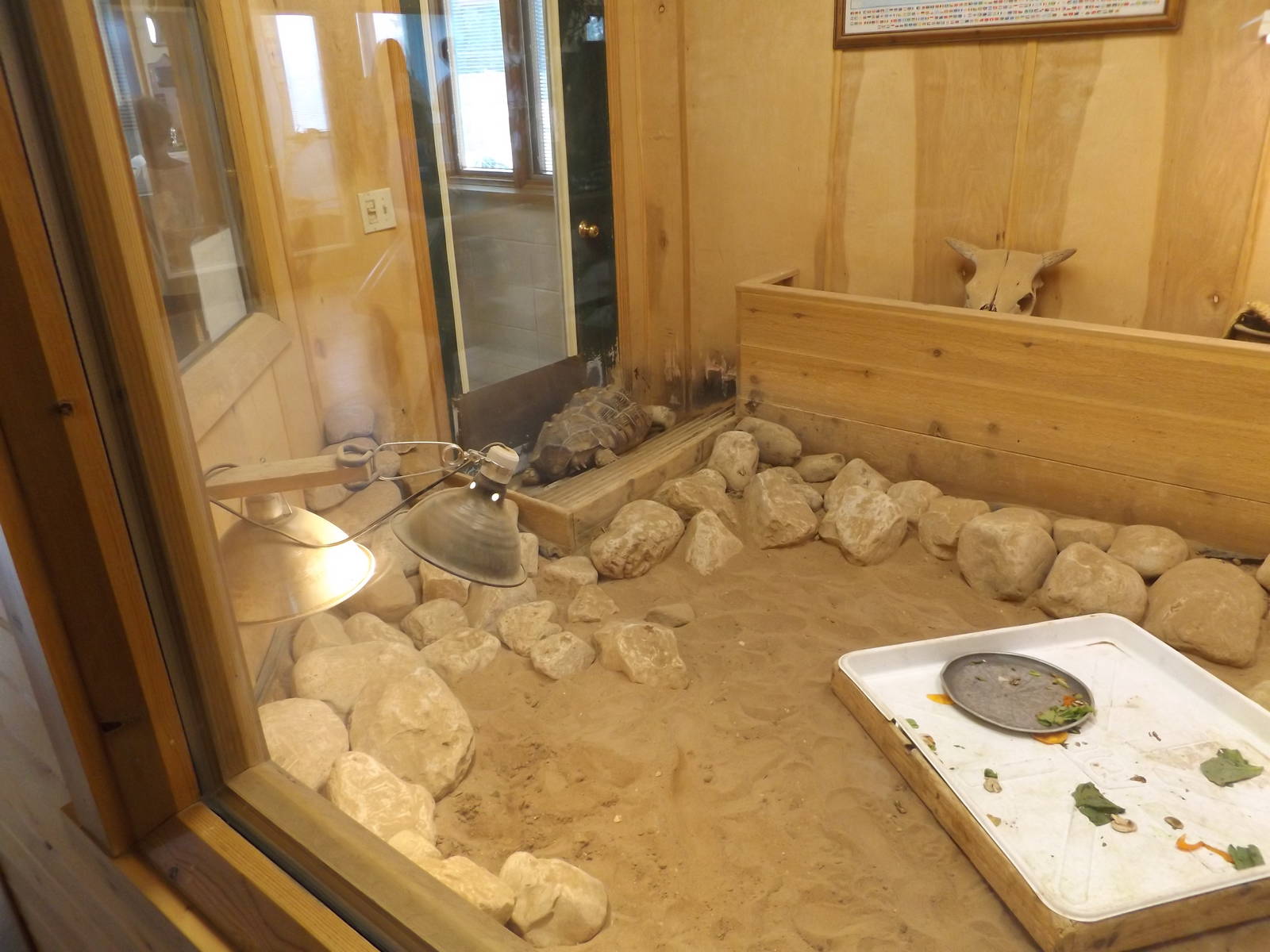 Ed. and Animal Care Building - African Spurred Tortoise Exhibit