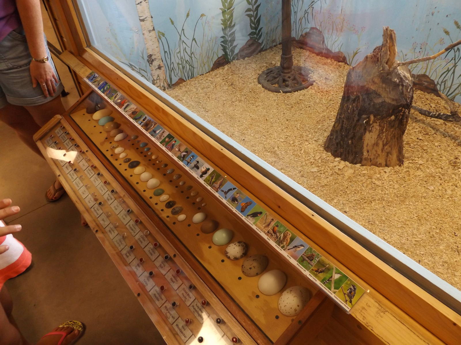 Ed. and Animal Care Building - Bird Egg Diorama