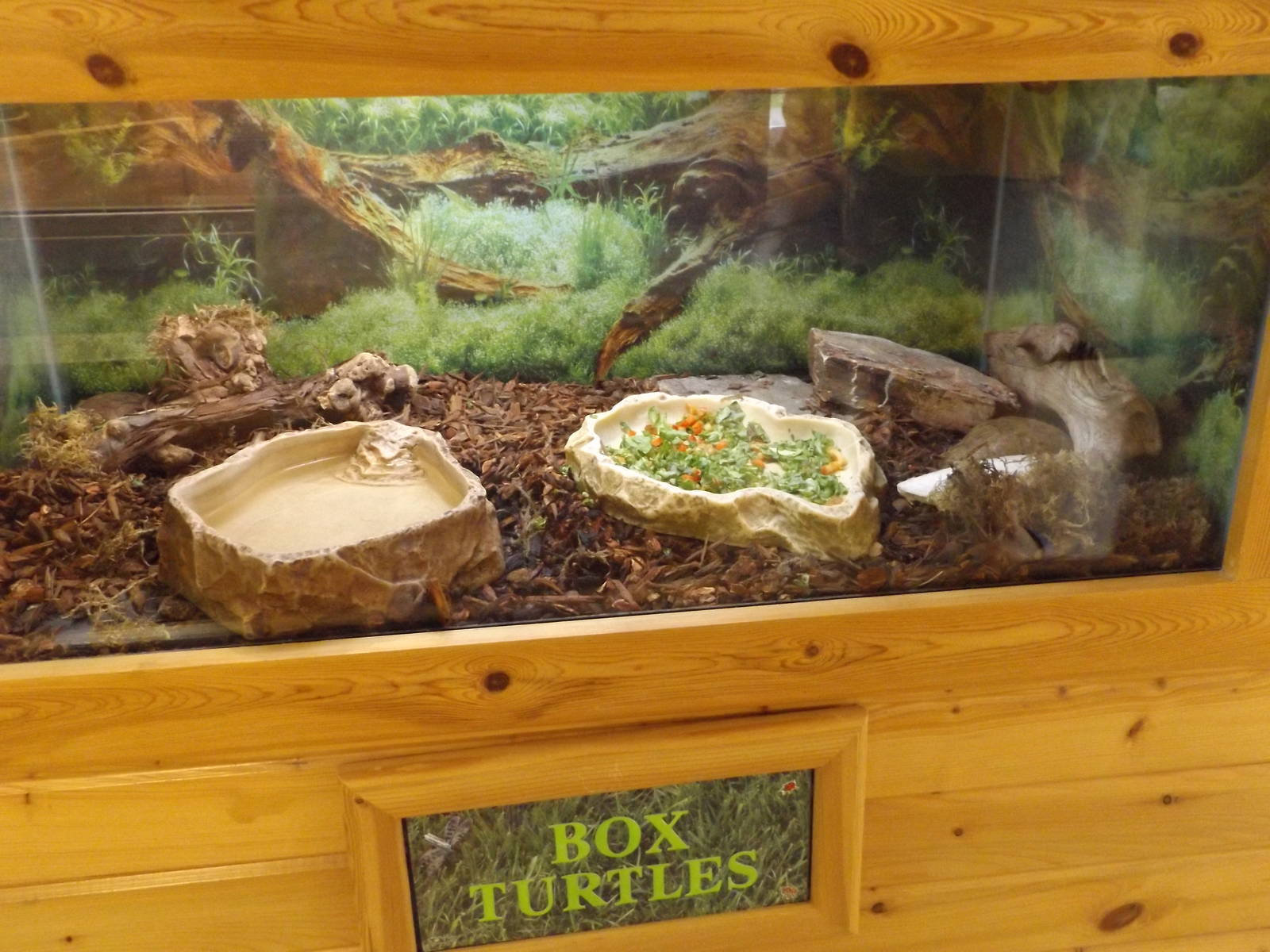 Ed. and Animal Care Building - Box Turtles  Exhibit