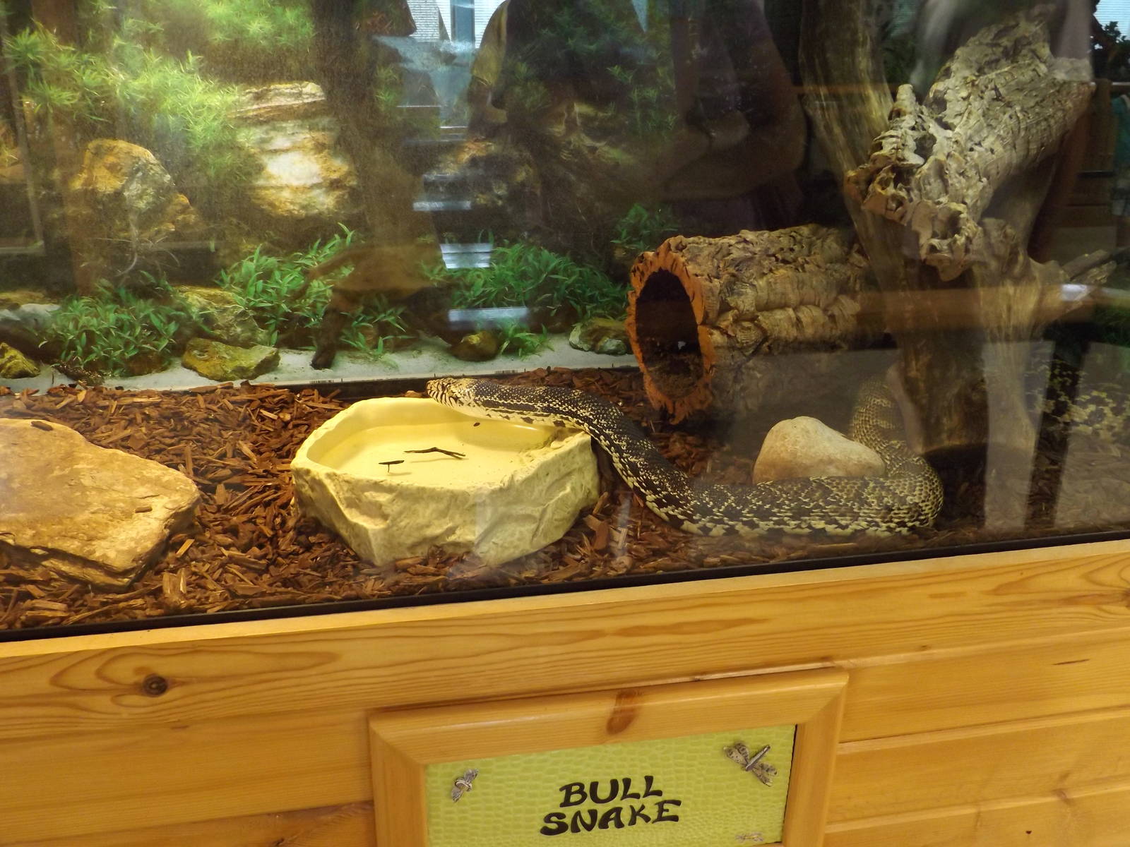 Ed. and Animal Care Building - Bull Snake Exhibit