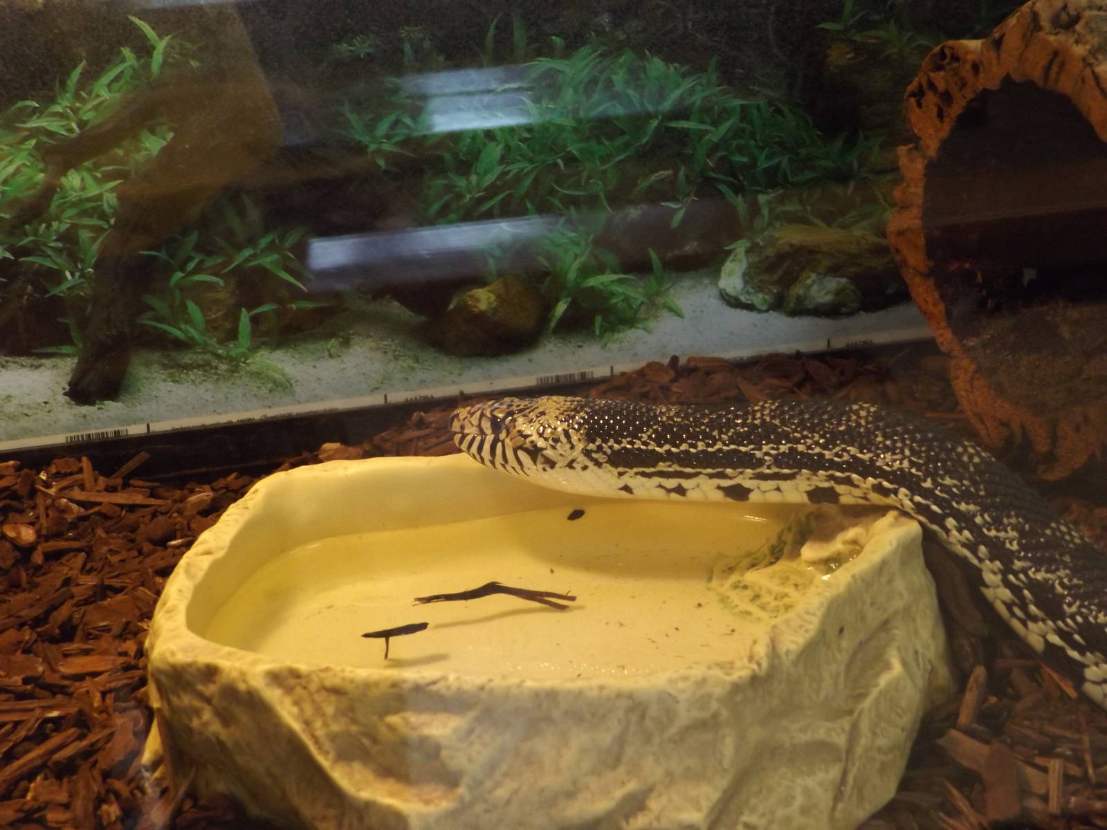 Ed. and Animal Care Building - Bull Snake