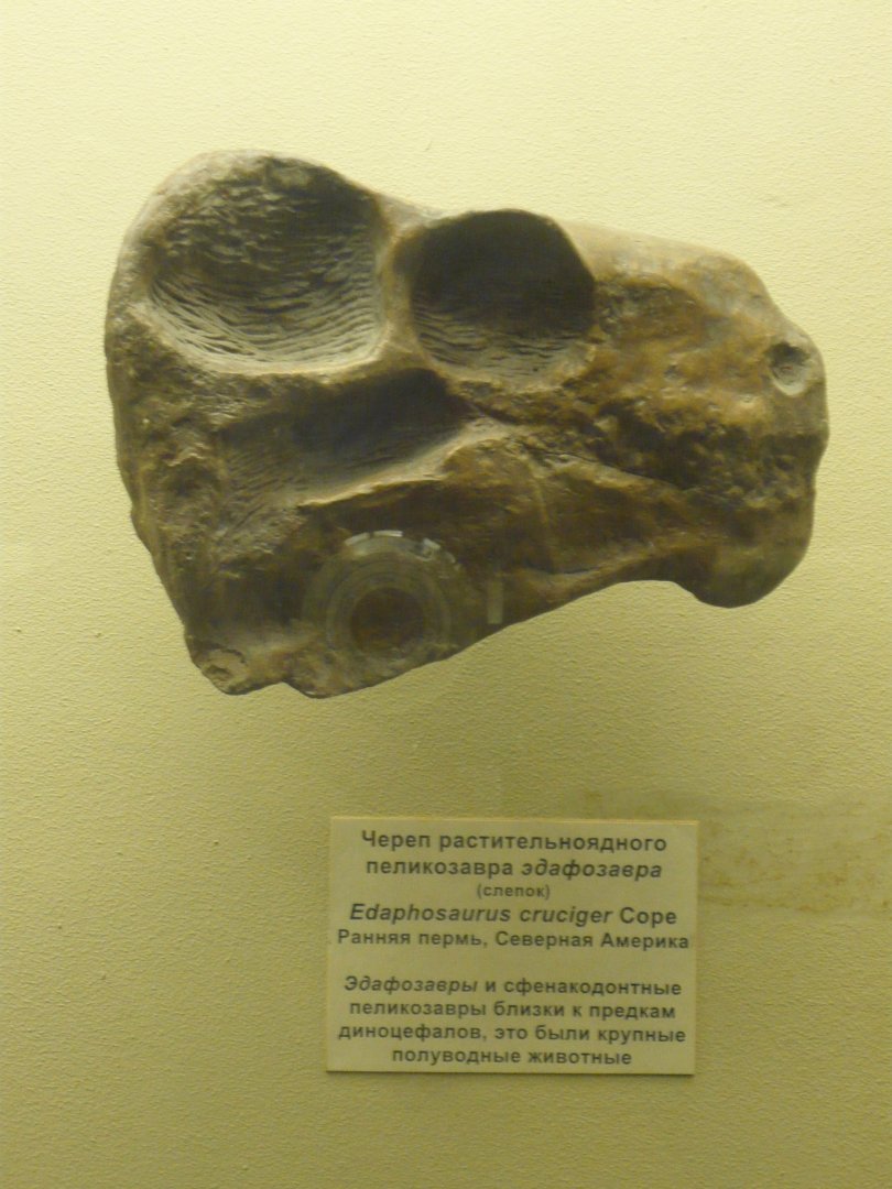 Edaphosaurus cruciger skull (cast)