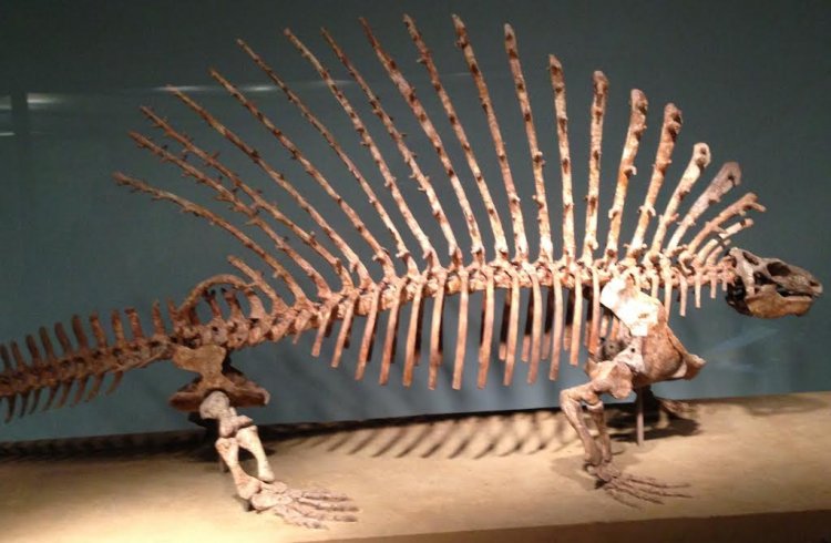 Edaphosaurus pogonias - Field Museum of Natural History 2014