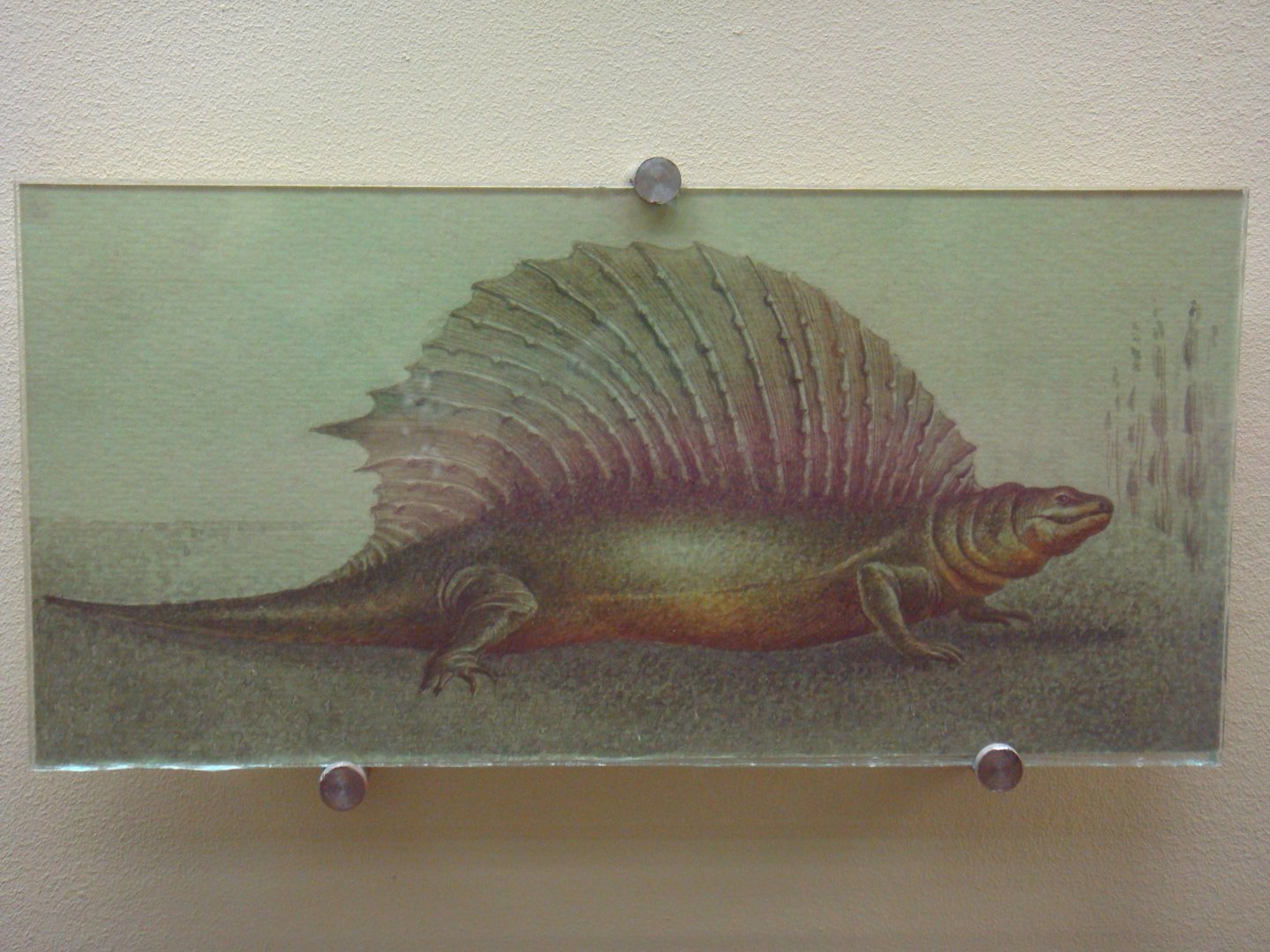 Edaphosaurus reconstruction