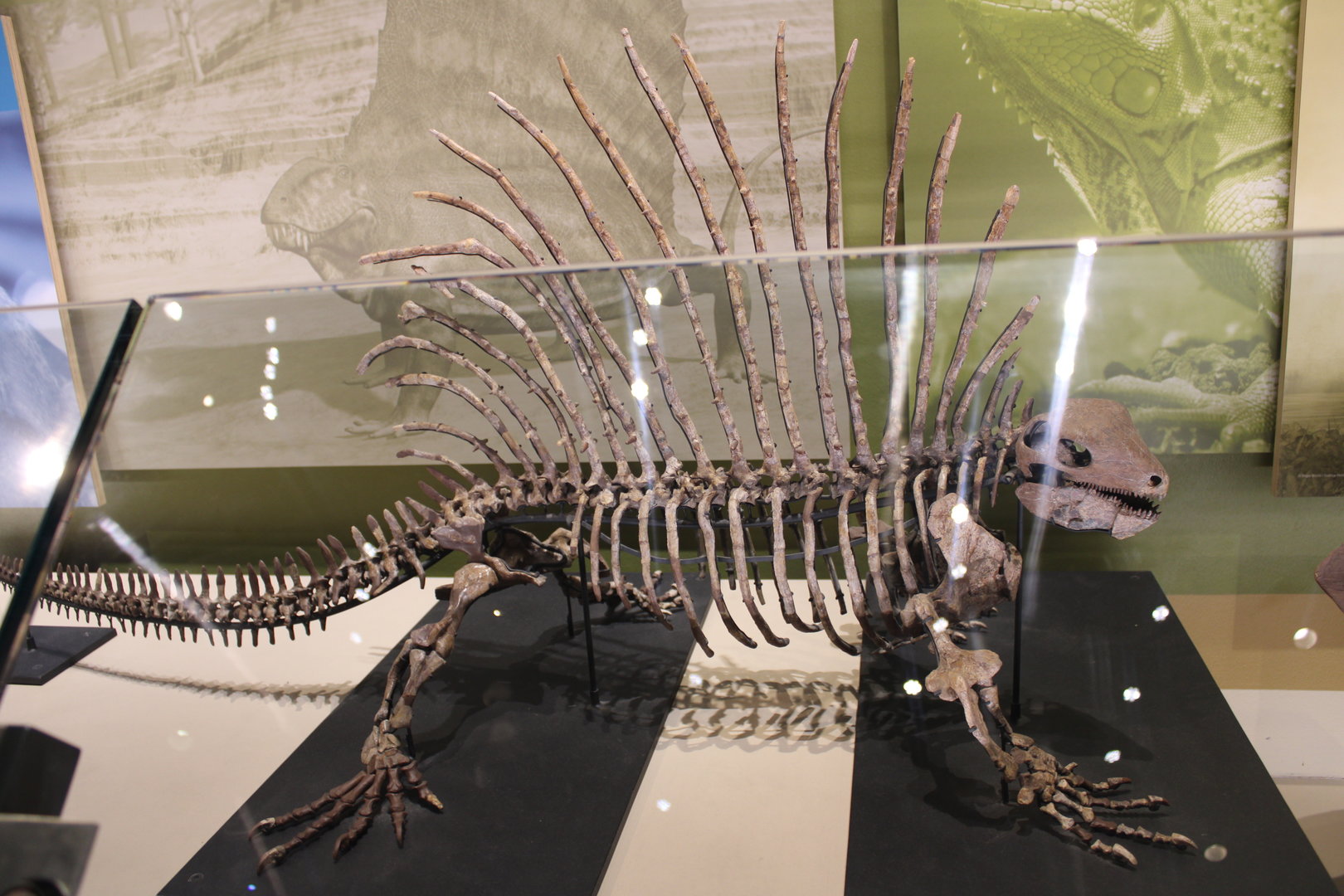 Edaphosaurus Skeleton (E. sp.)