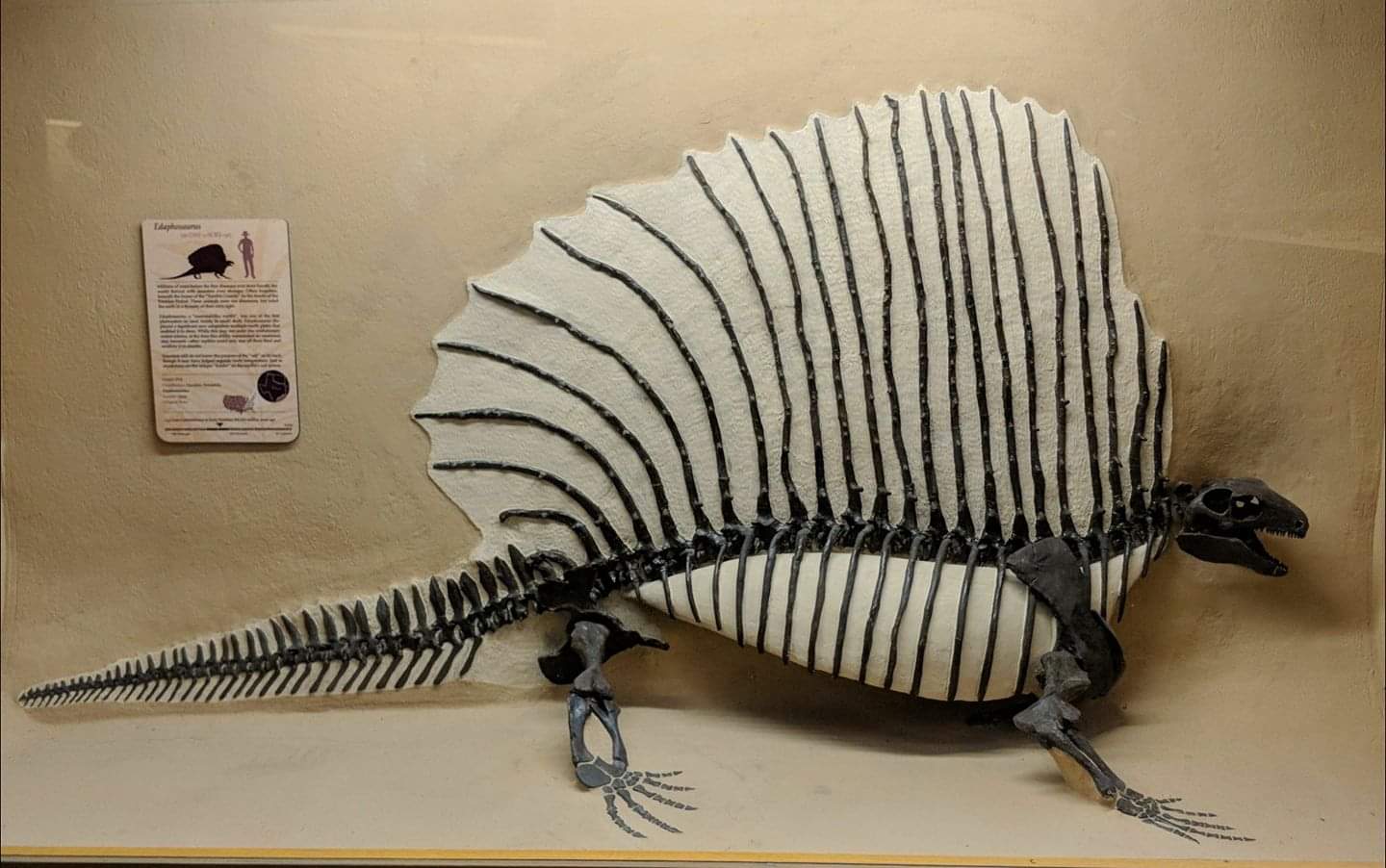 Edaphosaurus