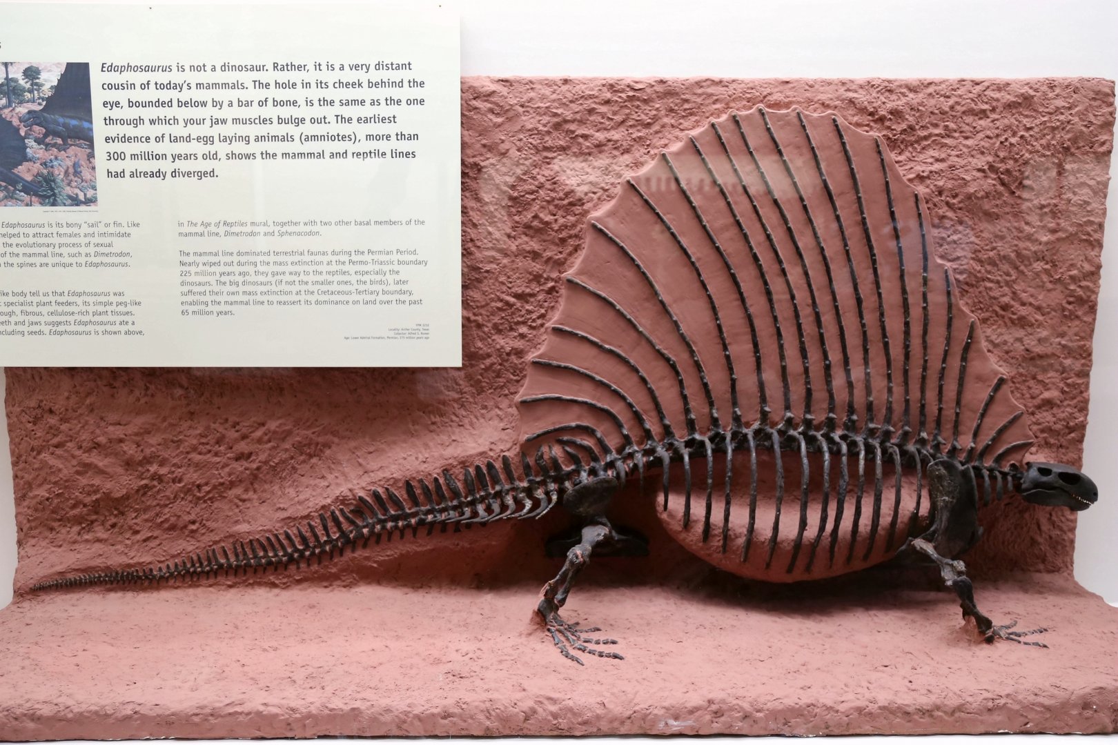 Edaphosaurus