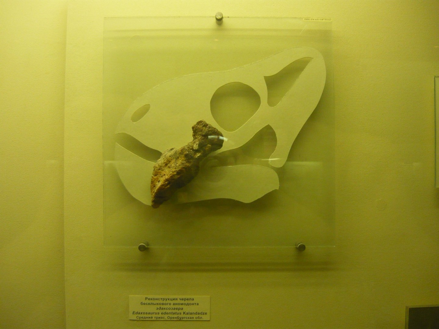 Edaxosaurus edentatus skull fragment