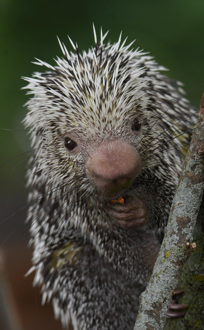 Eddie - Prehensile-tailed porcupine - Animal ambassador