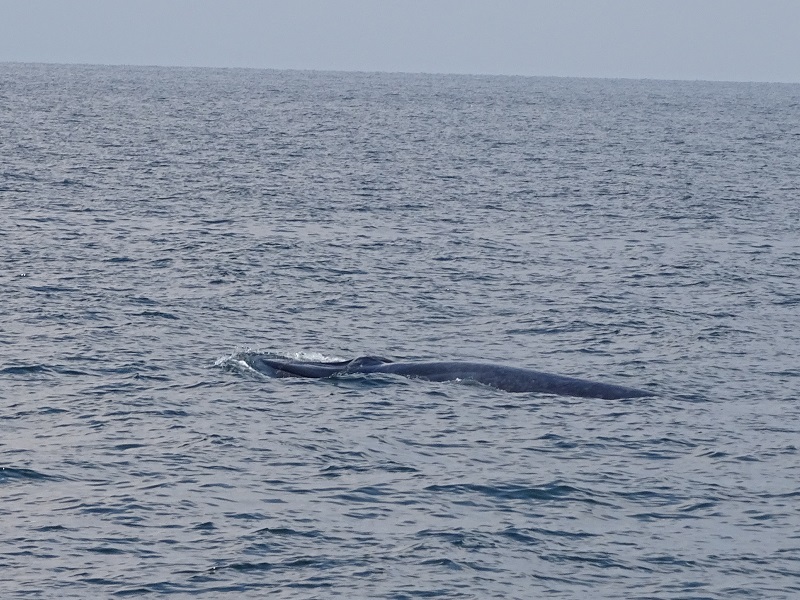Eden's (Bryde's) whale (Balaenoptera edeni)