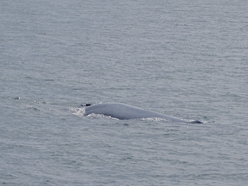 Eden's (Bryde's) whale (Balaenoptera edeni)