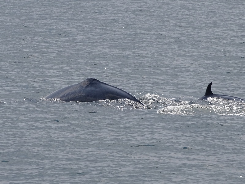 Eden's (Bryde's) whale (Balaenoptera edeni)