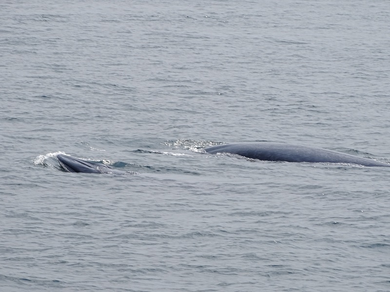 Eden's (Bryde's) whale (Balaenoptera edeni)