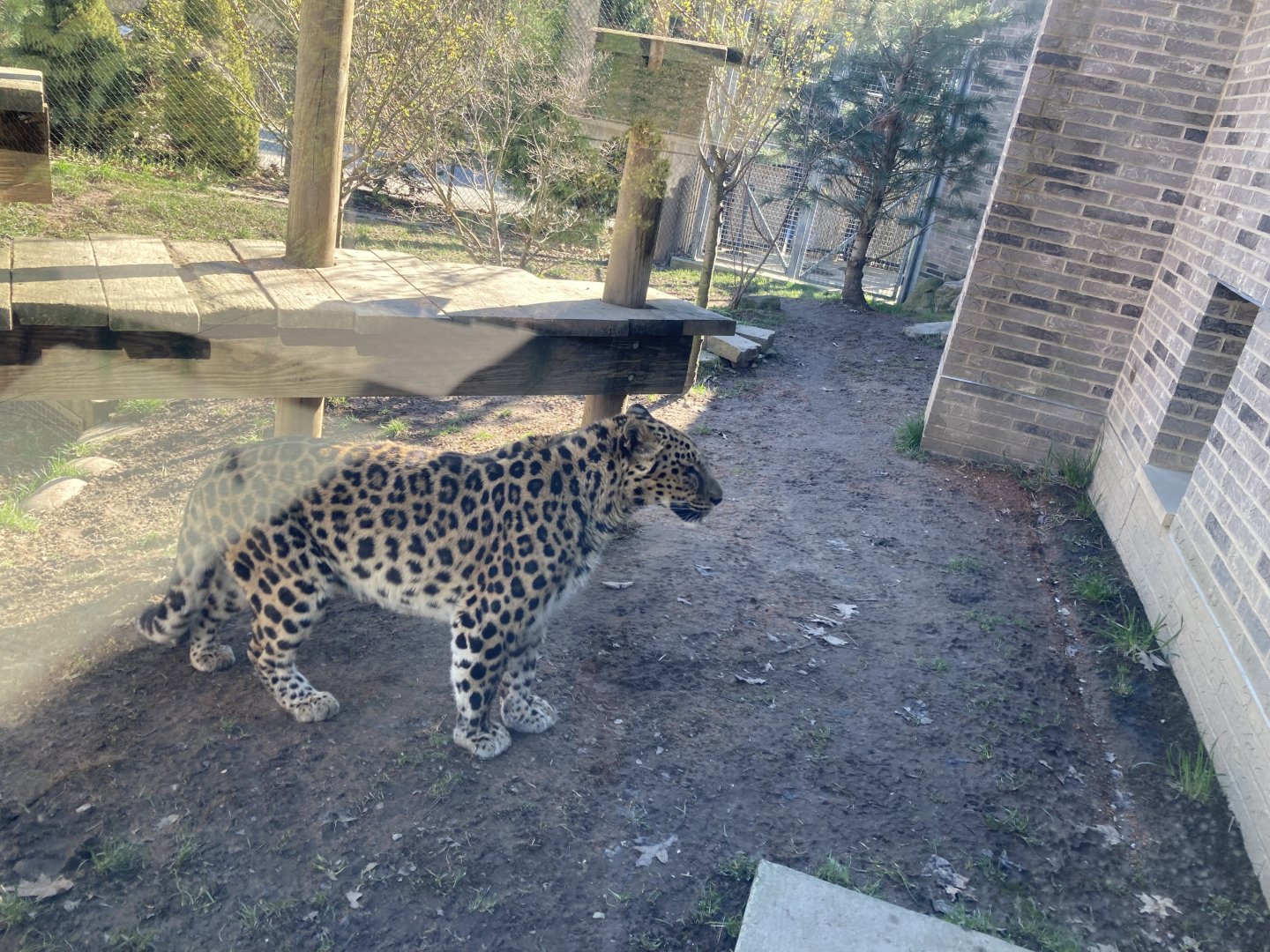 Edgar the Amur Leopard