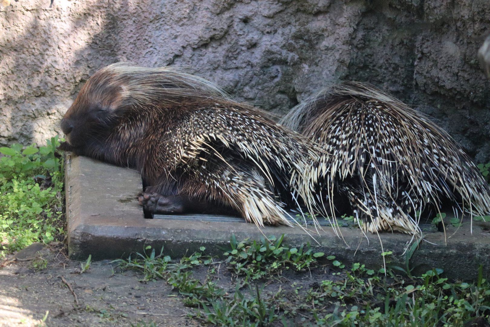Edge of Africa - African Crested Porcupine