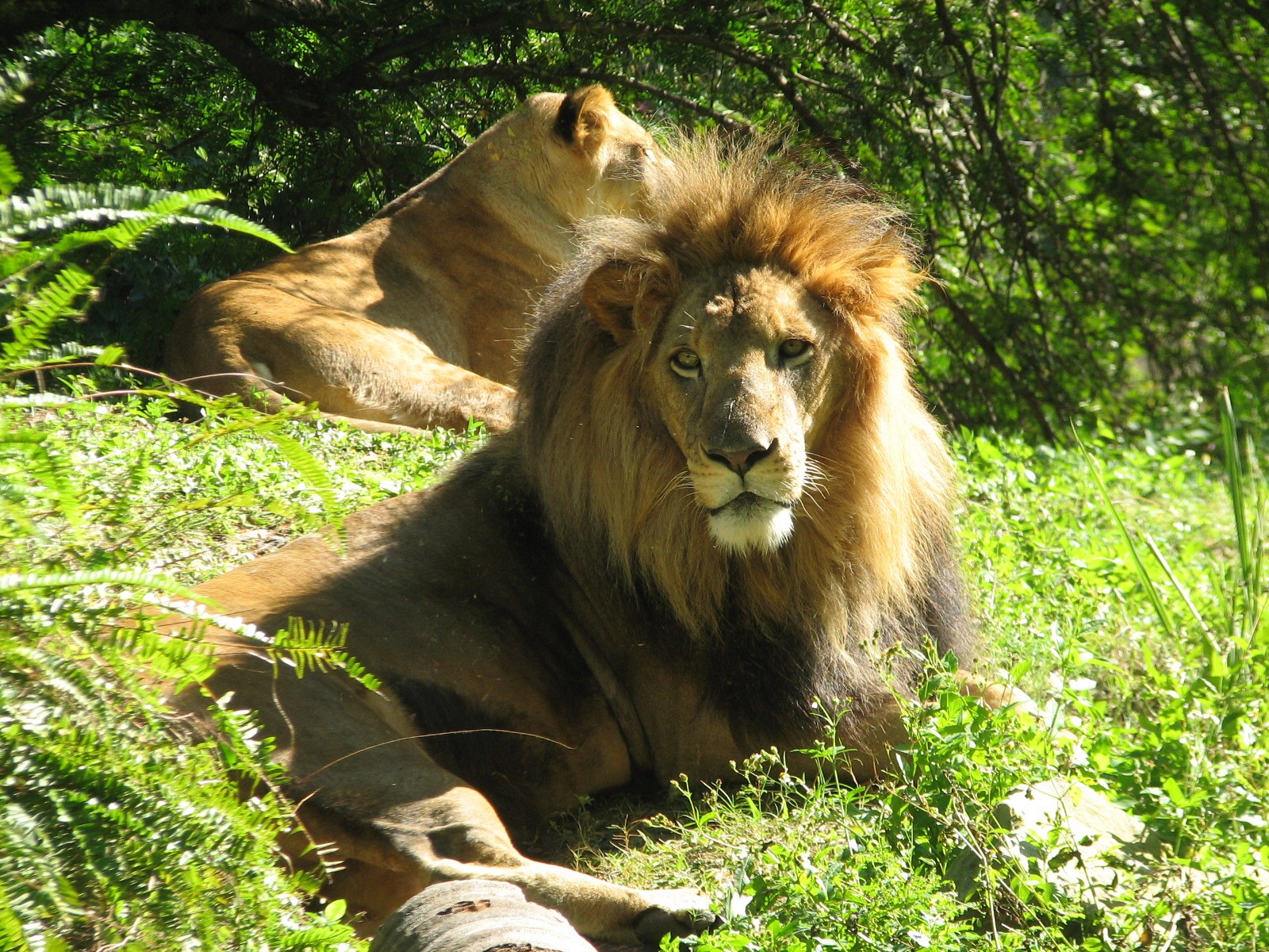 Edge of Africa - African Lion or Spotted Hyena Exhibit - African Lion