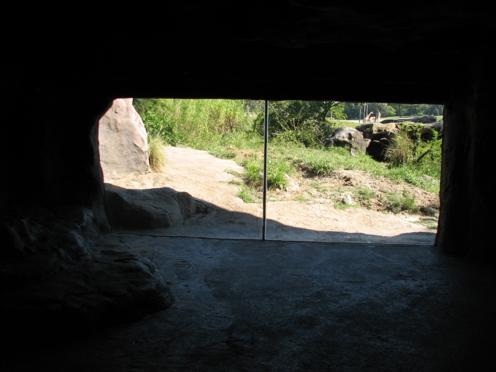 Edge of Africa - African Lion or Spotted Hyena Exhibit - Cave View