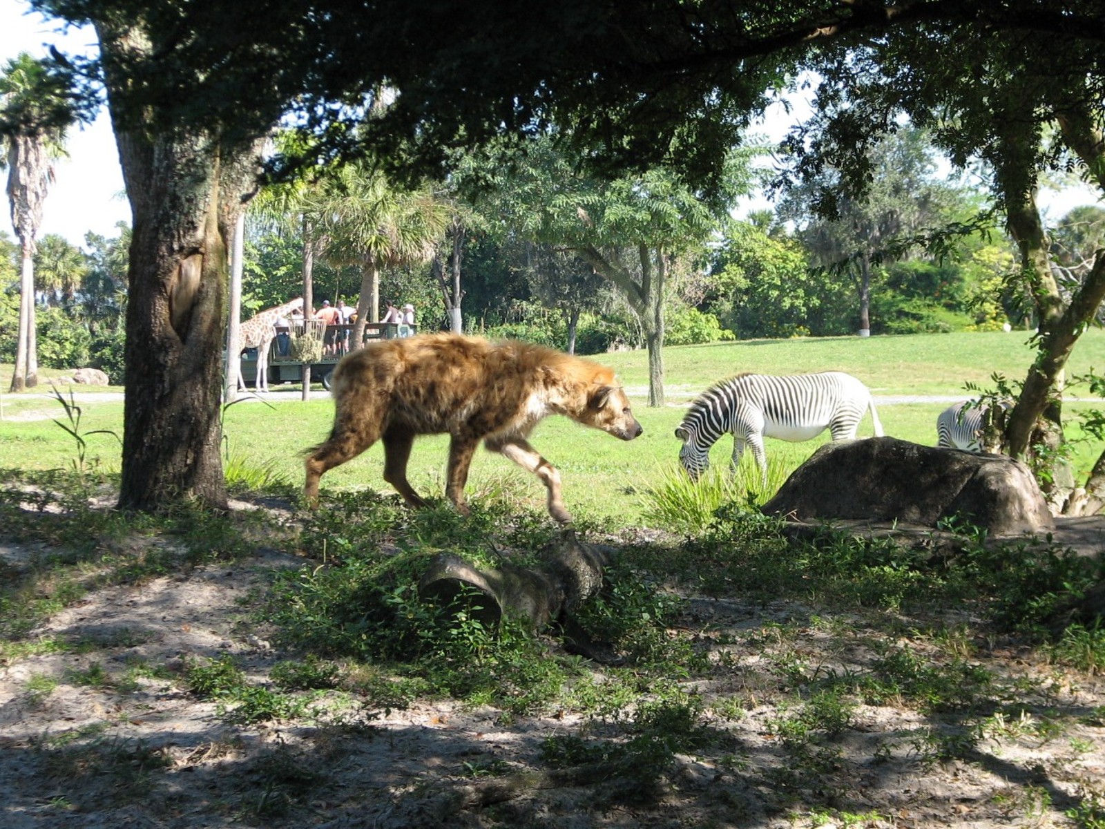 Edge of Africa - African Lion or Spotted Hyena Exhibit - Spotted Hyena