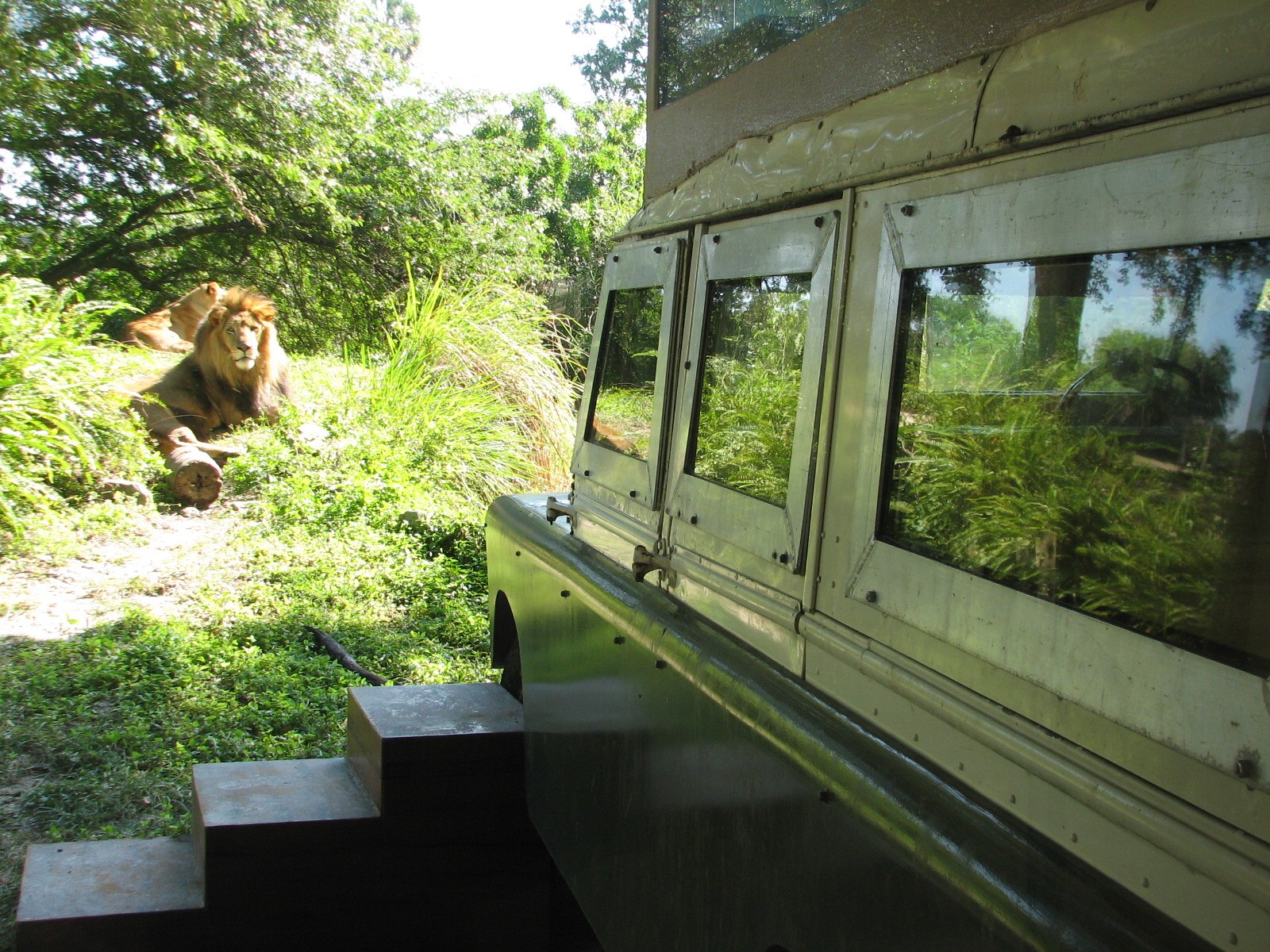 Edge of Africa - African Lion or Spotted Hyena Exhibit - Viewing Truck