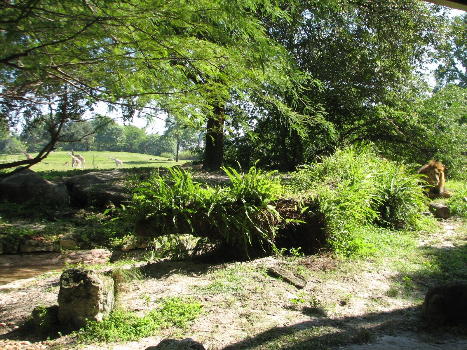 Edge of Africa - African Lion or Spotted Hyena Exhibit