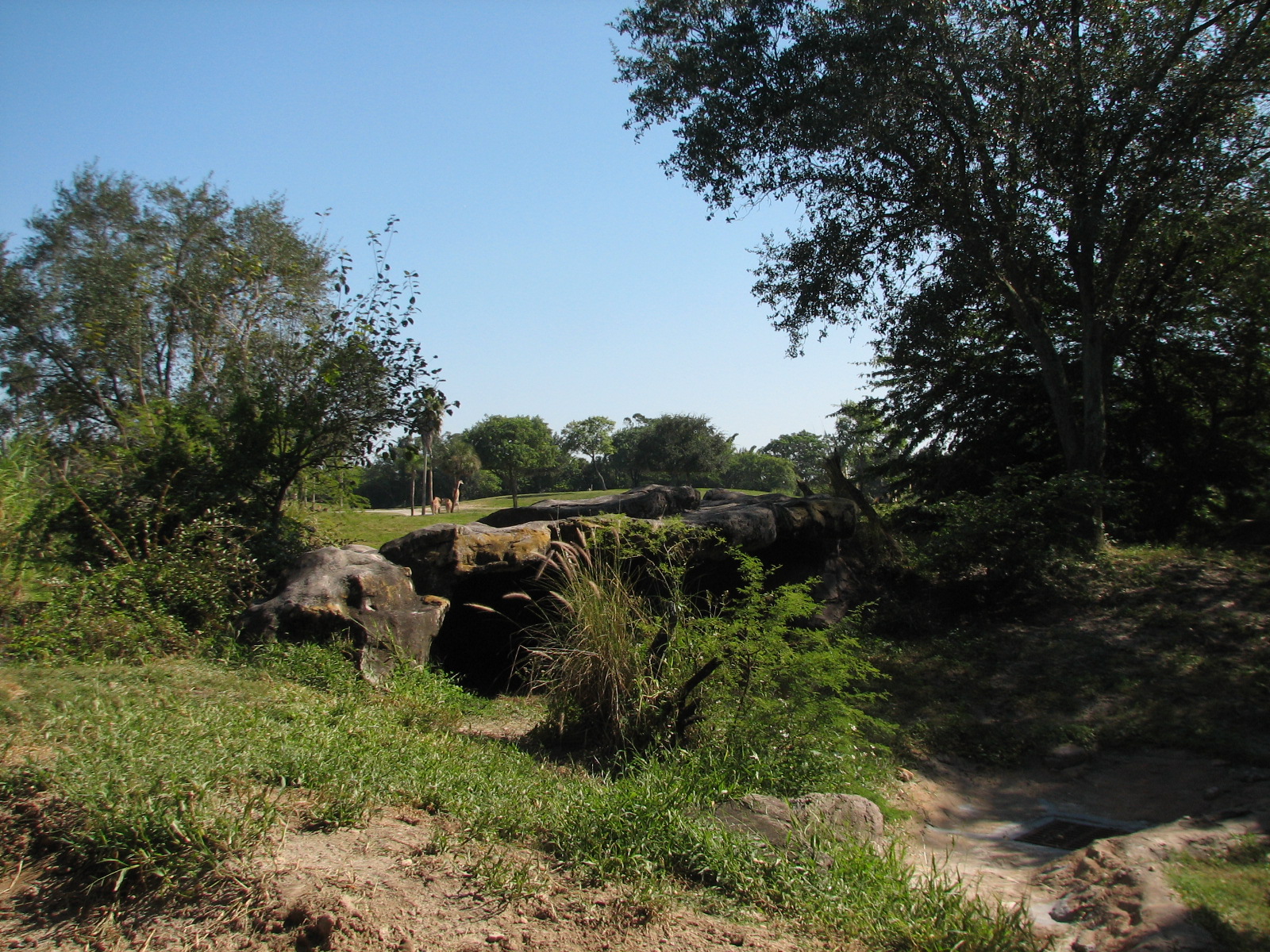 Edge of Africa - African Lion or Spotted Hyena Exhibit
