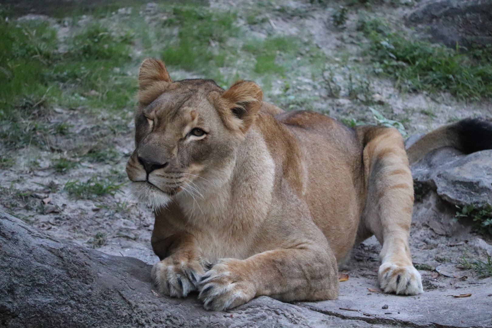 Edge of Africa - African Lion