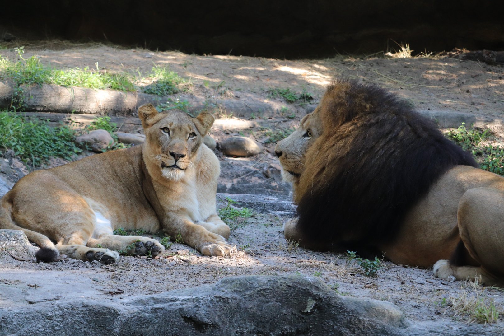Edge of Africa - African Lion