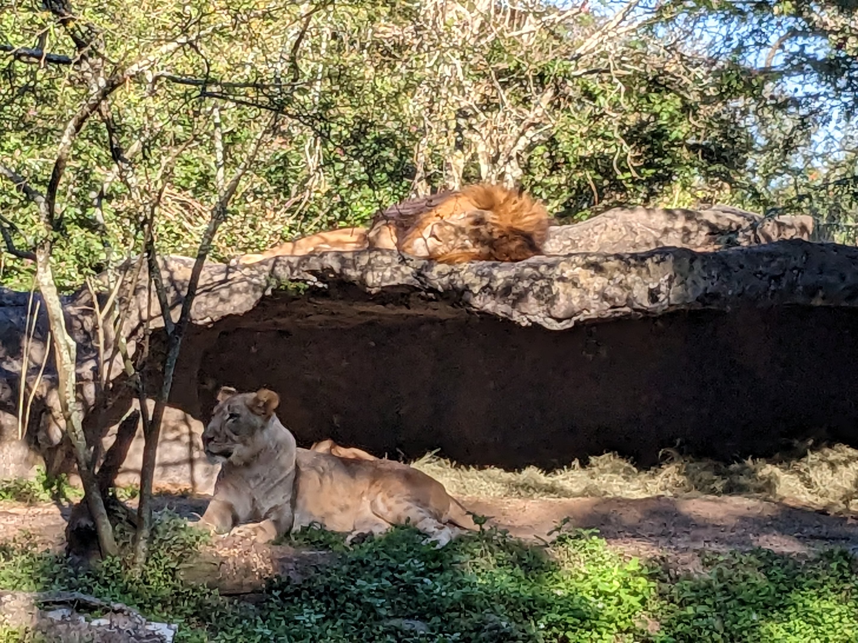 Edge of Africa - African lion