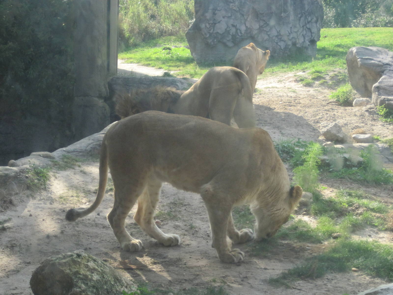 Edge of Africa- African Lions