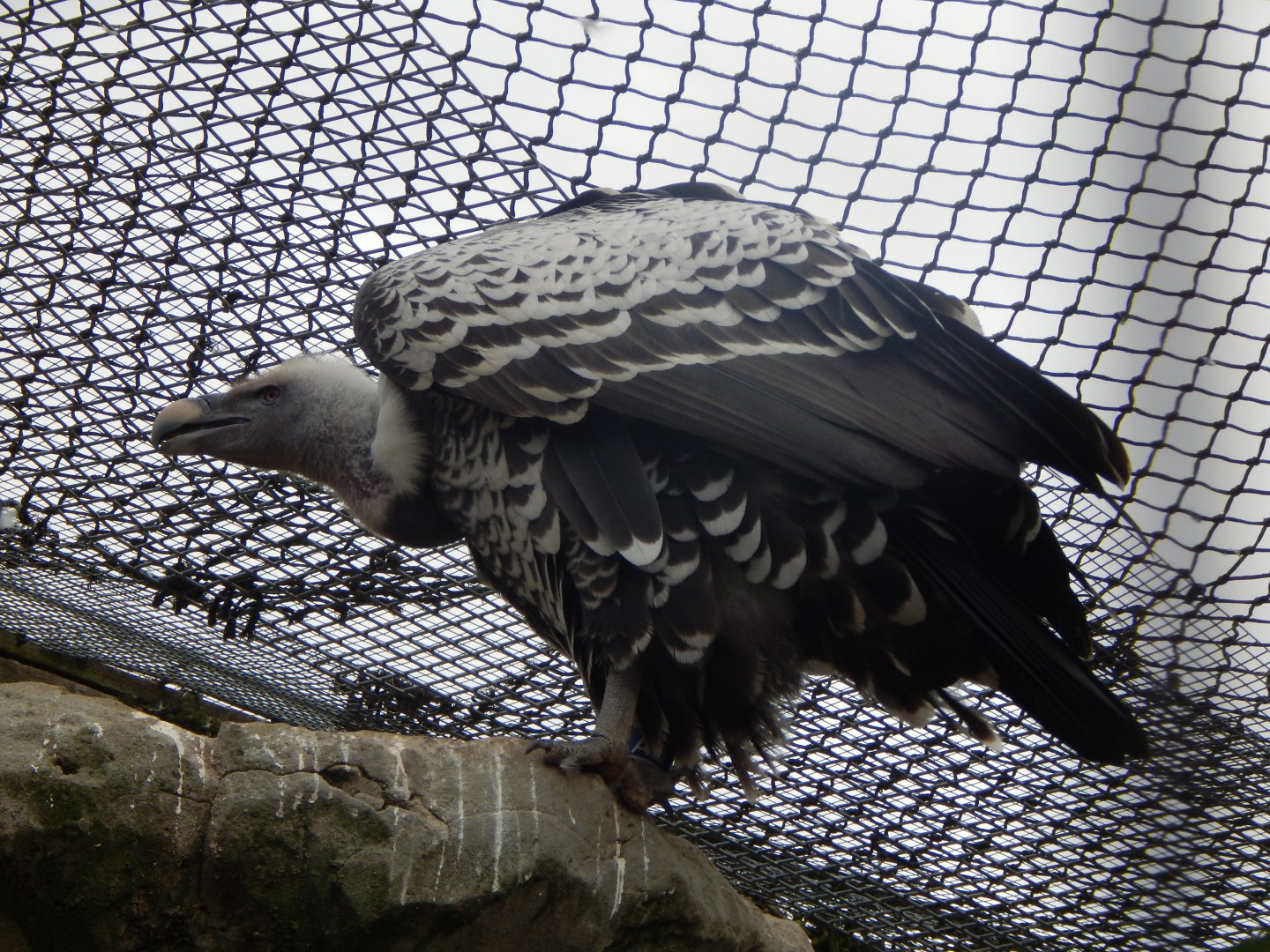 Edge of Africa - Common Rueppell's griffon vulture 110925