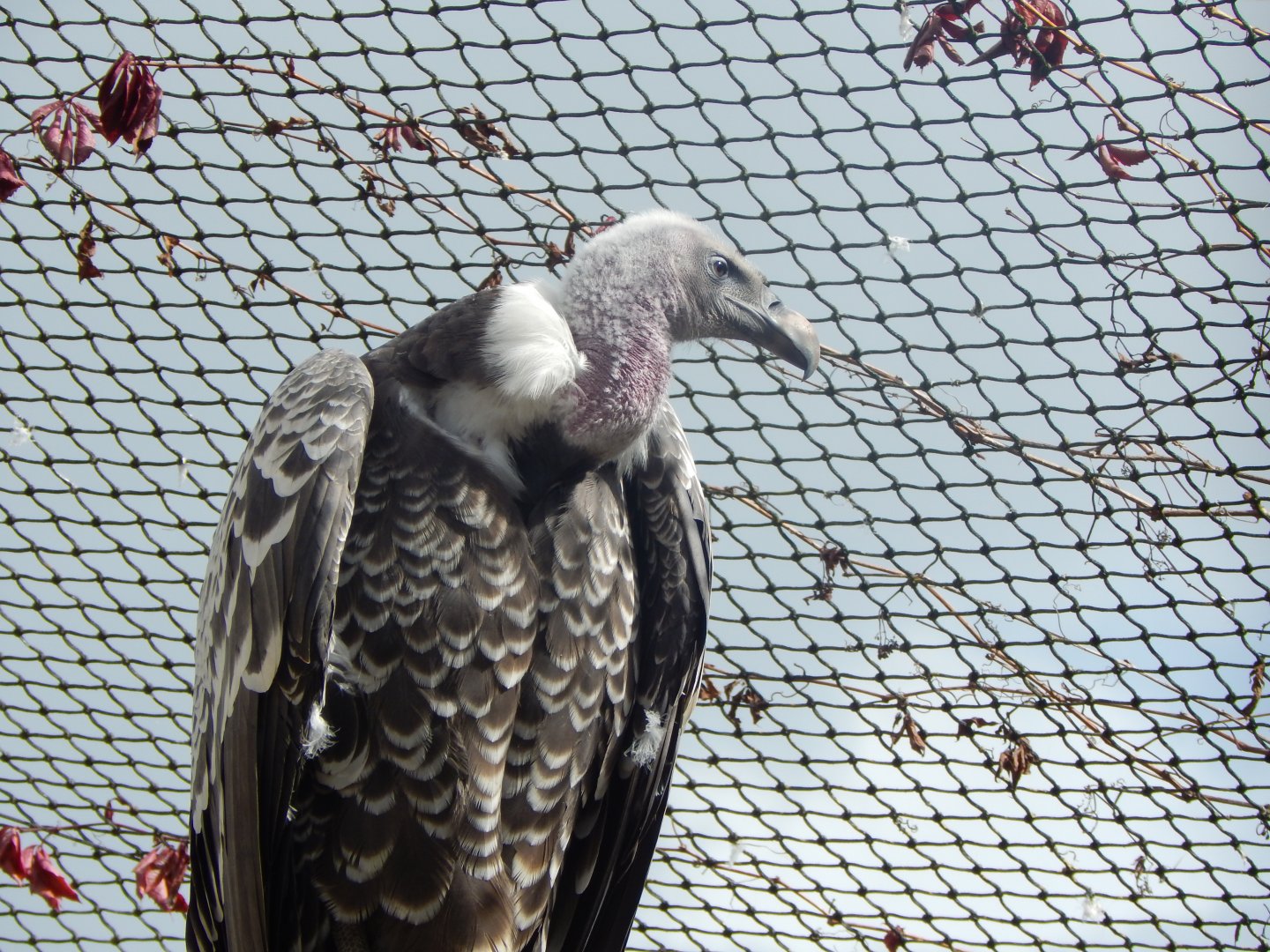 Edge of Africa - Common Rueppell's griffon vulture 110925