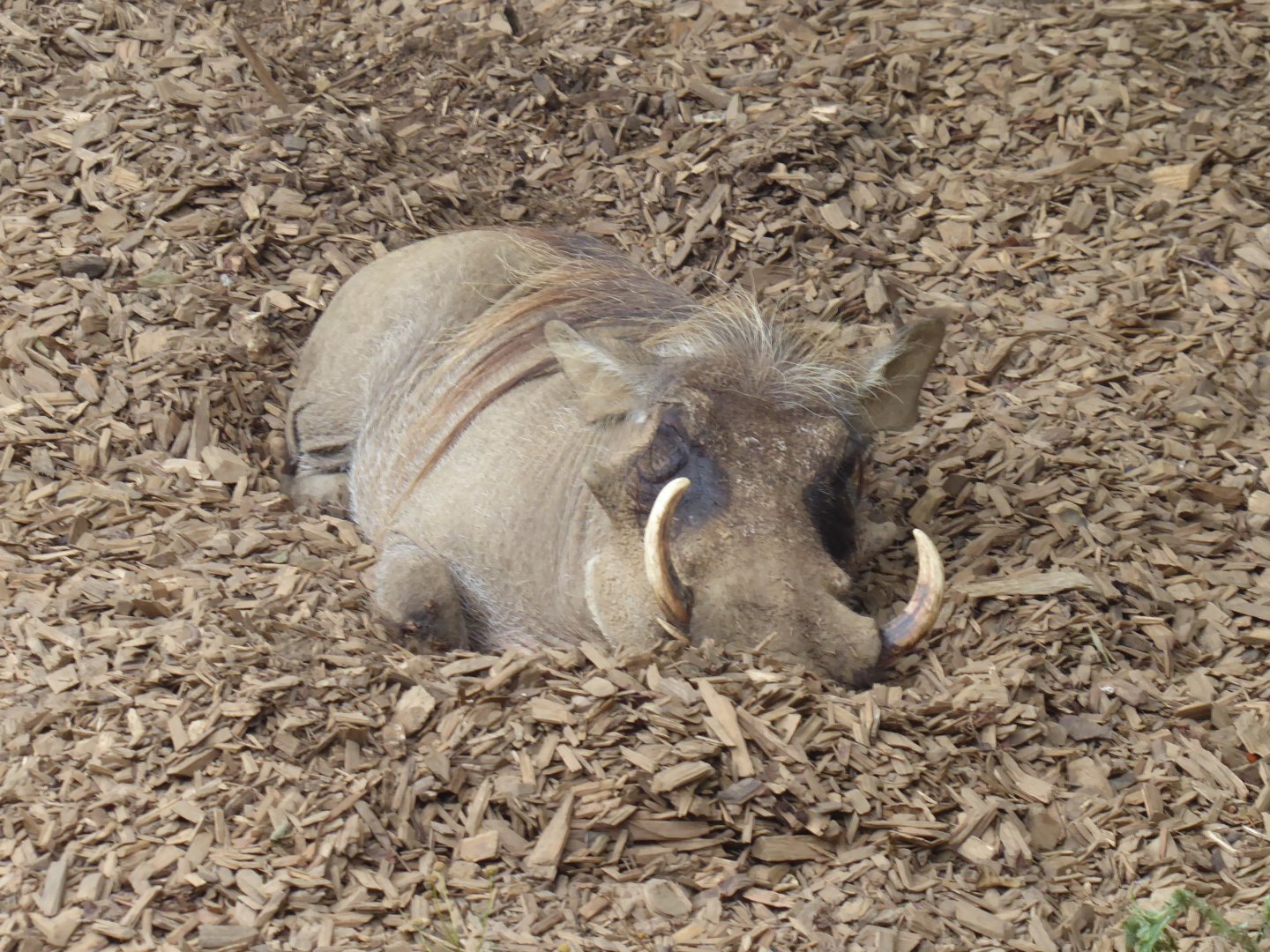 Edge of Africa - Common warthog 050819