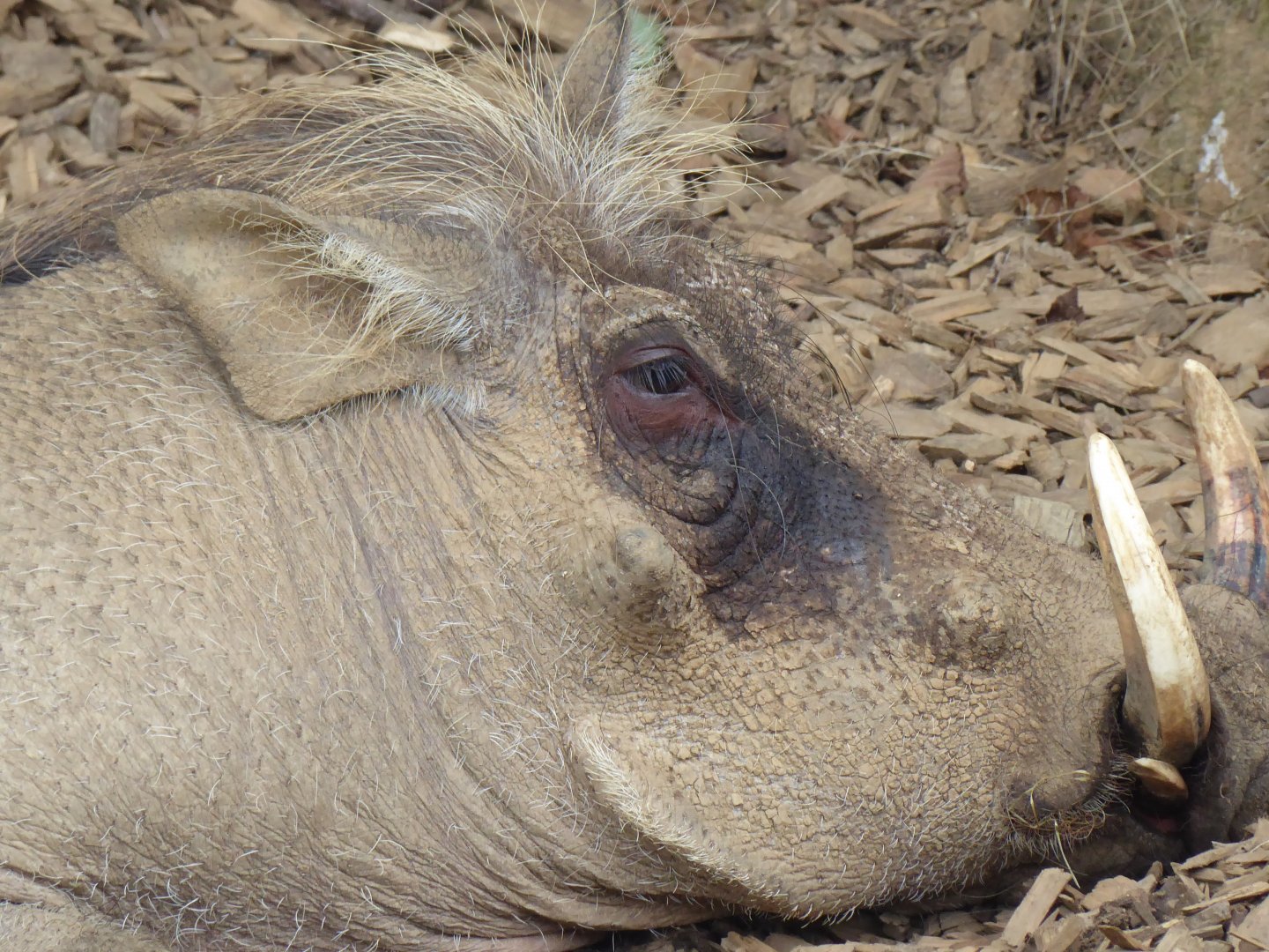 Edge of Africa - Common warthog 050819
